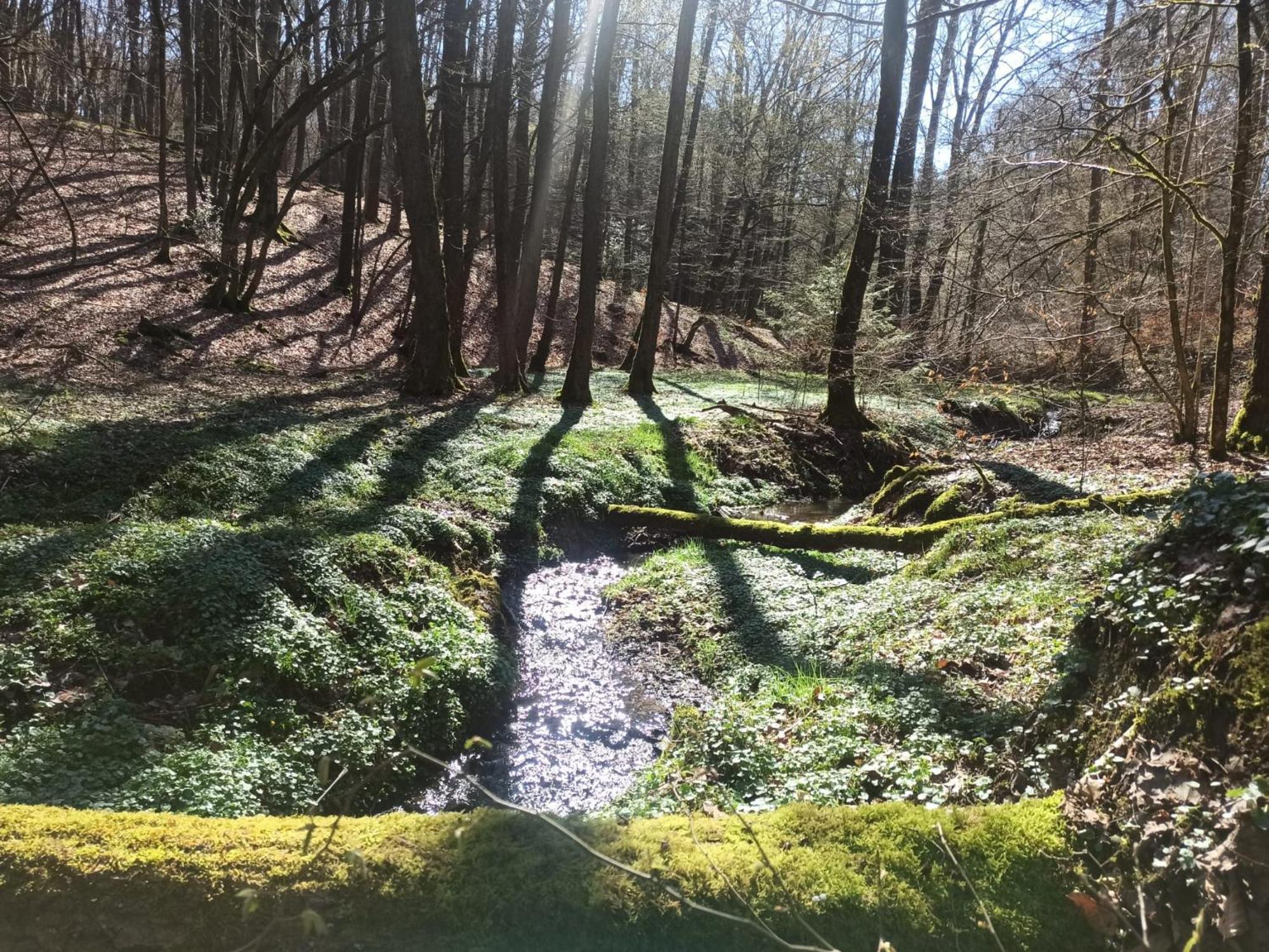 Wellness Ferienwohnung Biene Im Bergischen Land Much Exterior photo